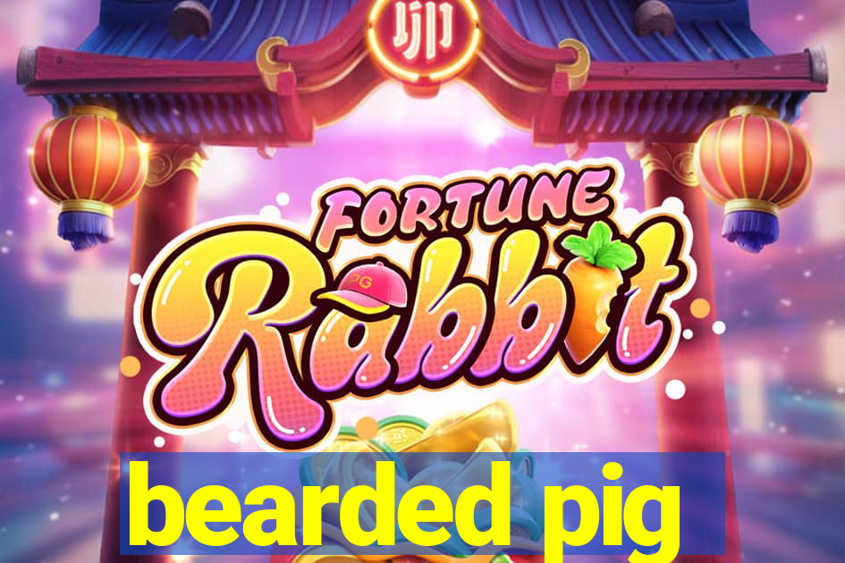 bearded pig